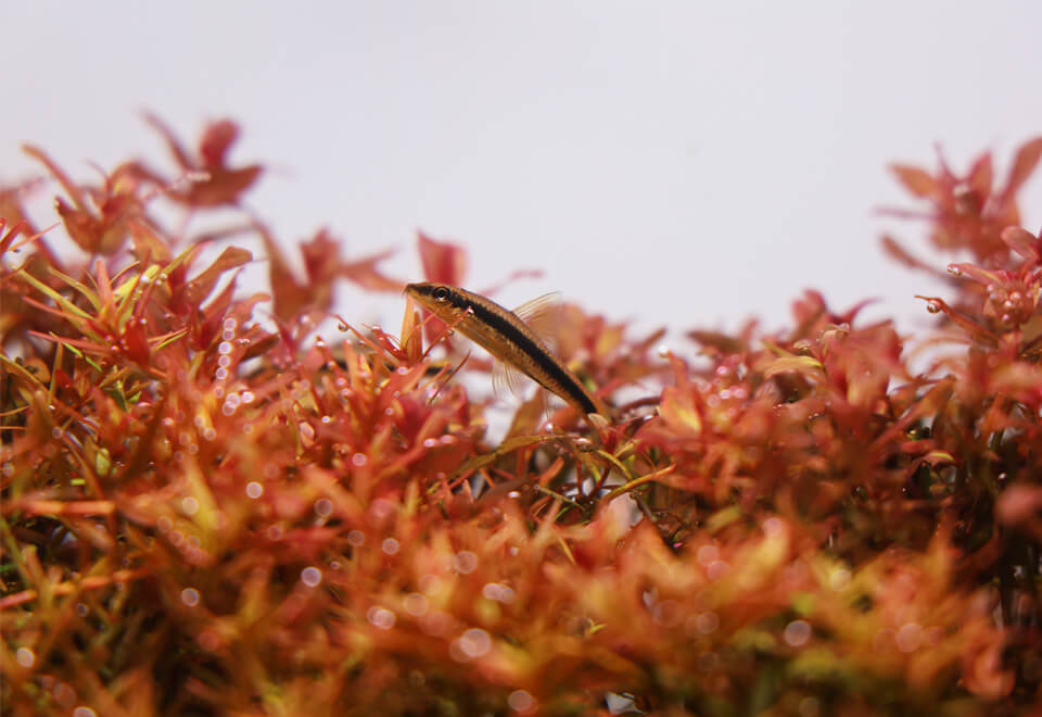 piante rosse e rare per acquario